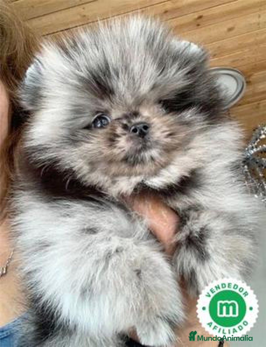 Pomerania perros en venta: Pomeranias Toy machos merle blue - Imagen 3