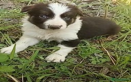 Border Collie perros en venta: Border collie chocolate hembra - Imagen 11