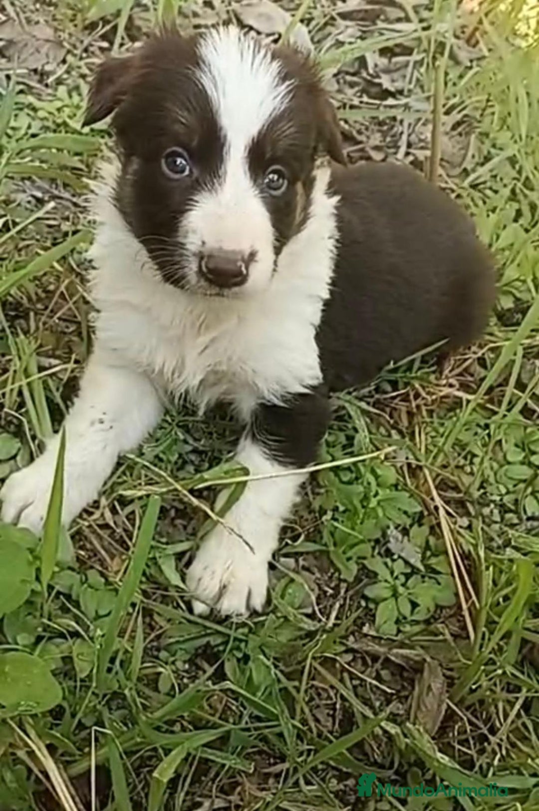 Border Collie perros en venta: Border collie chocolate hembra - Imagen 11