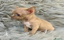 Chihuahua perros en venta: CHIHUAHUA MINITOY BLUEFAWN - Imagen 3