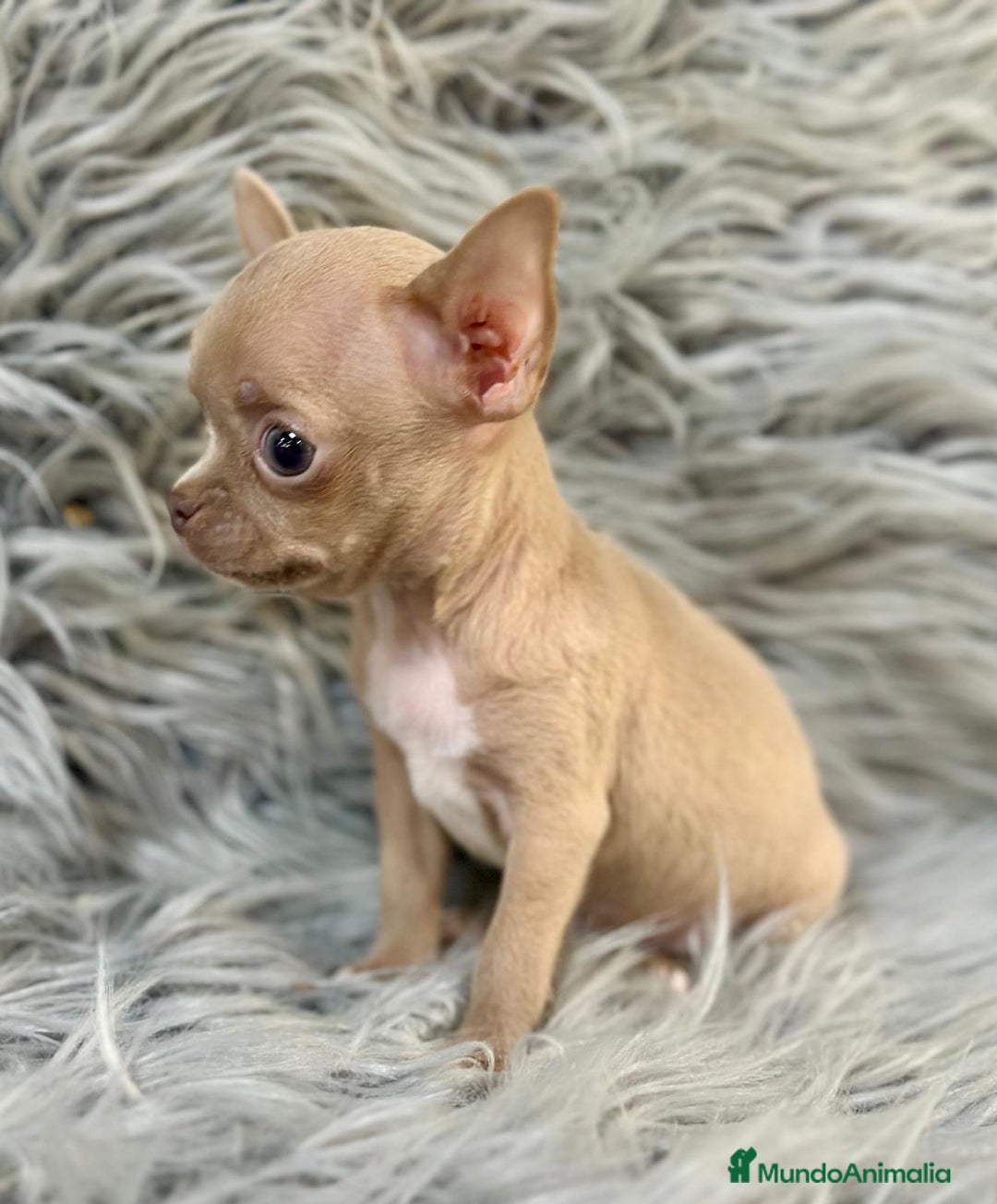 Chihuahua perros en venta: CHIHUAHUA MINITOY BLUEFAWN - Imagen 3