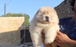 Chow Chow perros en venta: hembras y machos - Anuncio 2