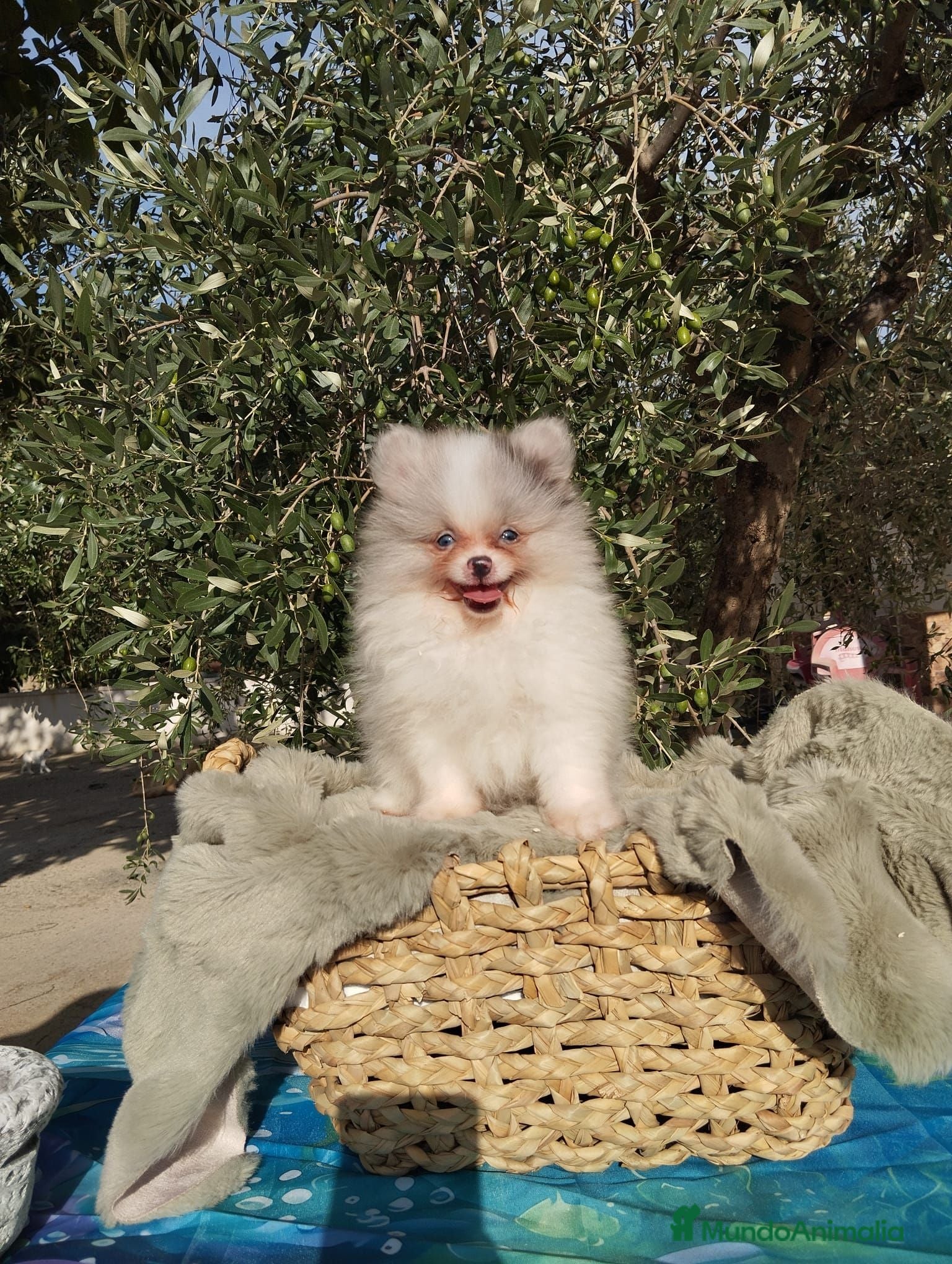 Pomerania perros Pomeranias Toy - Anuncio 2