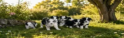 Border Collie perros en venta: Cachorros de Border collie - Anuncio 1
