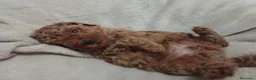 Caniche Toy perros en venta: Caniches toy - Anuncio 4