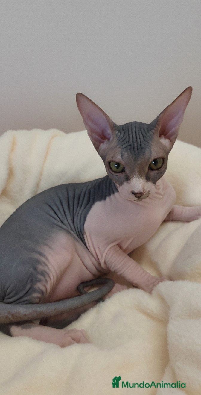 Sphynx gatos Precioso machito bicolor tabby  - Anuncio 1