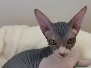 Sphynx gatos Precioso machito bicolor tabby - Anuncio 10