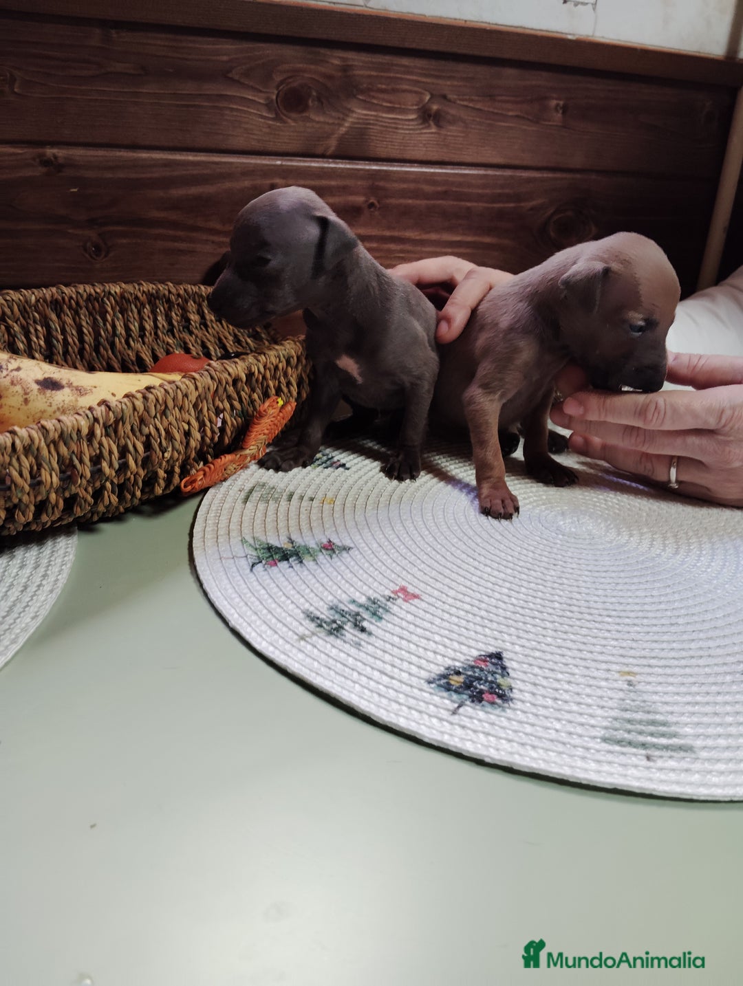 Pequeño Lebrel Italiano perros en venta: Galgo italiano - Anuncio 1