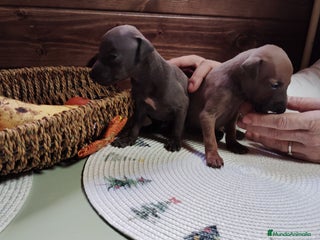 Pequeño Lebrel Italiano perros Galgo italiano - Anuncio 1