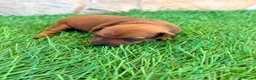 Pinscher Miniatura perros en venta: Pinscher Miniatura roja - Anuncio 12