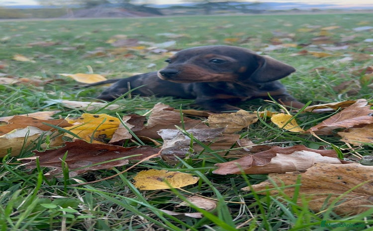 Teckel Miniatura perros Tecleo mini  - Anuncio 1