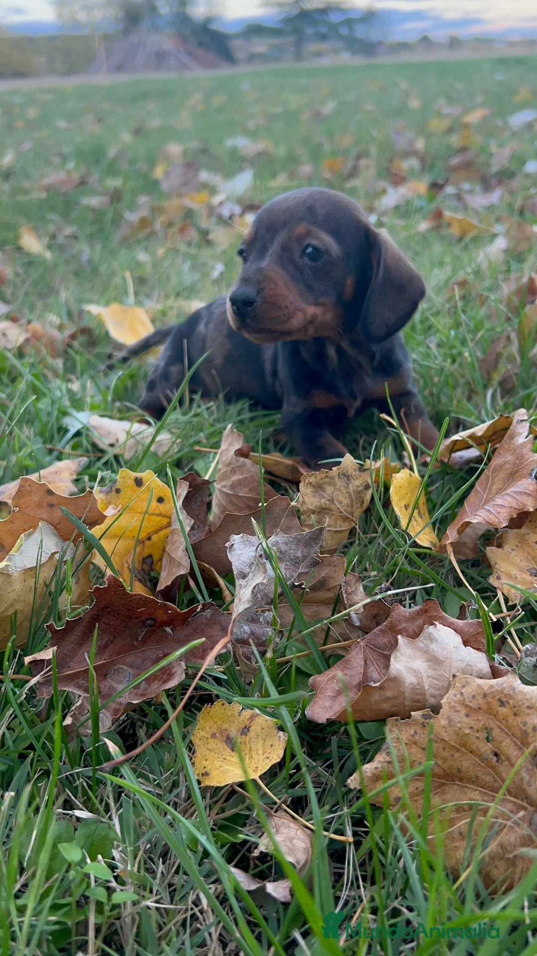 Teckel Miniatura perros en venta: Tecleo mini  - Anuncio 1