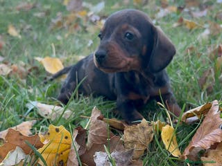 Teckel Miniatura perros Teckel mini - Anuncio 30