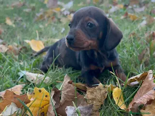 Teckel Miniatura perros Teckel mini - Anuncio 9