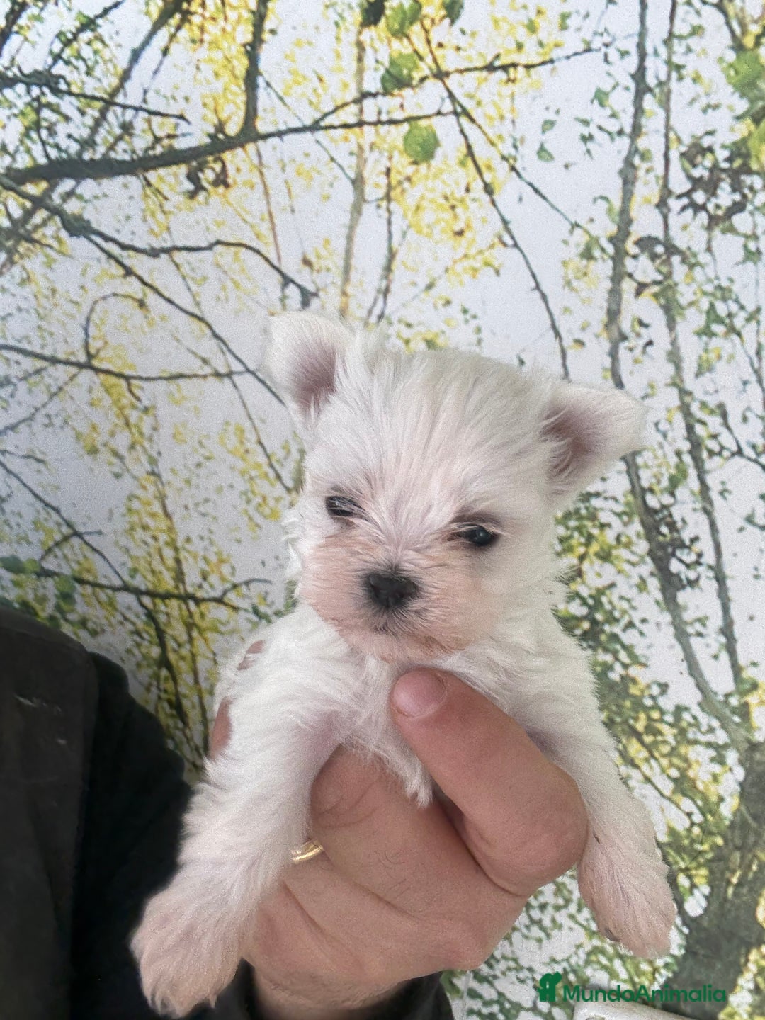 Bichón Maltés perros en venta: Bichon maltés súper mini - Anuncio 3