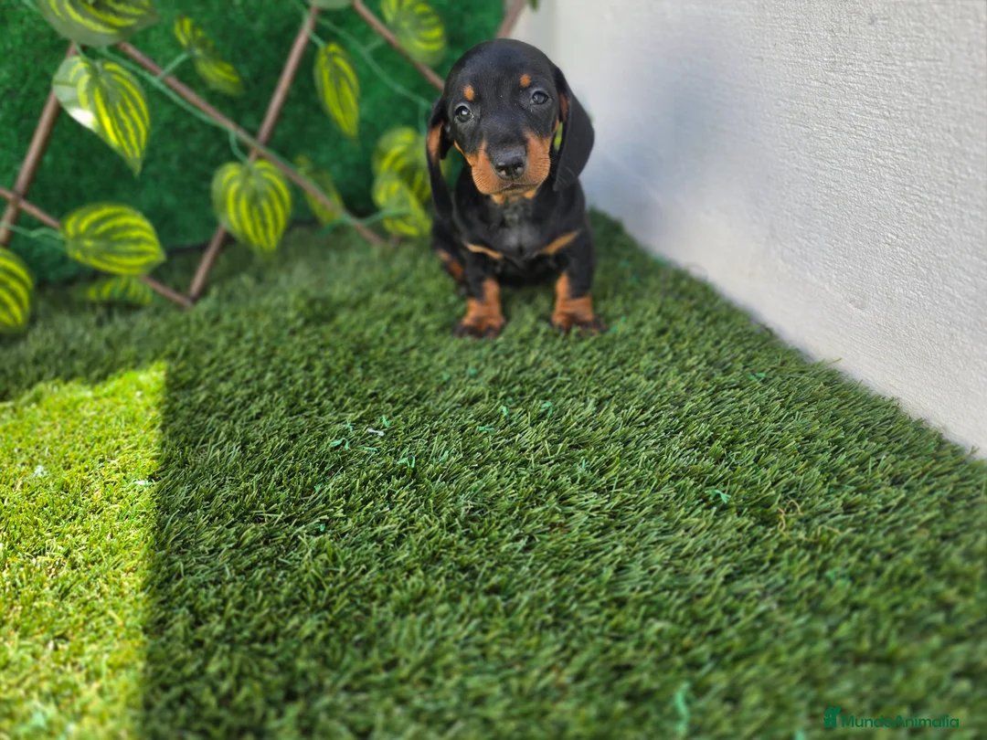 Teckel Miniatura perros en venta: TECKEL MINIATURA & KANNINCHEN  - Anuncio 3