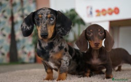 Teckel perros en venta: 🐾 Gregorio y Bomgo – Teckel miniatura 🐾 - Imagen 5