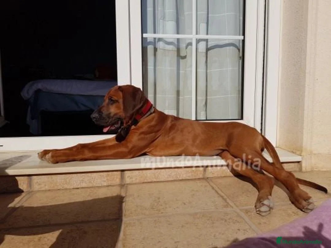 Imagen de galería {{count}}