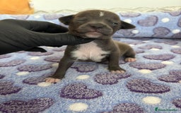 Raza Mixta perros en venta: CHIWHIP - Imagen 18