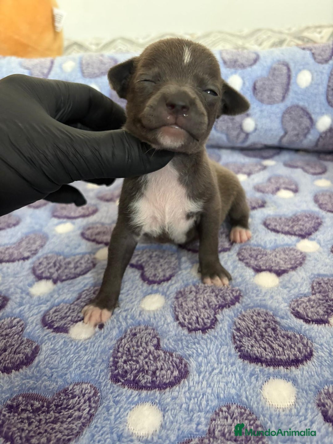 Raza Mixta perros en venta: CHIWHIP - Imagen 18