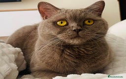 Británico de Pelo Corto Azul gatos en venta: British short hair - Imagen 6