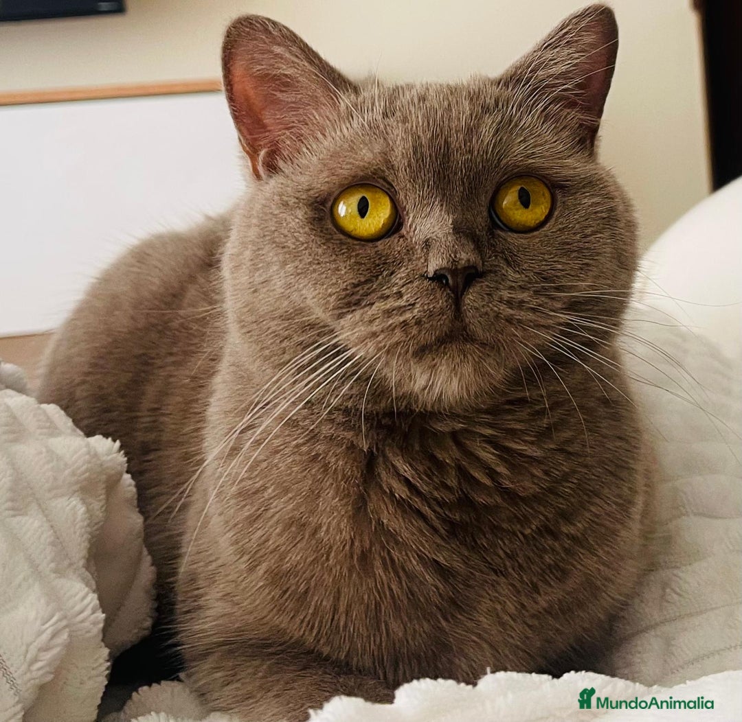 Británico de Pelo Corto Azul gatos en venta: British short hair - Imagen 6