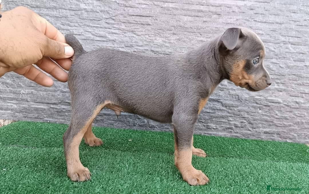 Pinscher Miniatura perros CACHORROS DE PINSCHER  - Anuncio 7