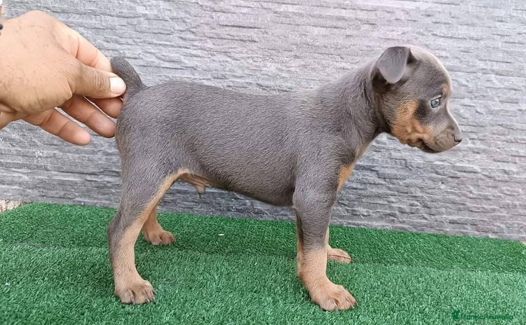 Pinscher Miniatura perros - Propaganda 12