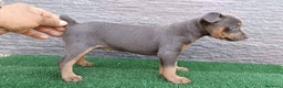 Pinscher Miniatura perros en venta: CACHORROS DE PINSCHER  - Anuncio 1