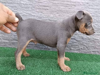 Pinscher Miniatura perros - Anuncio 19
