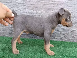 Pinscher Miniatura perros CACHORROS DE PINSCHER - Anuncio 34