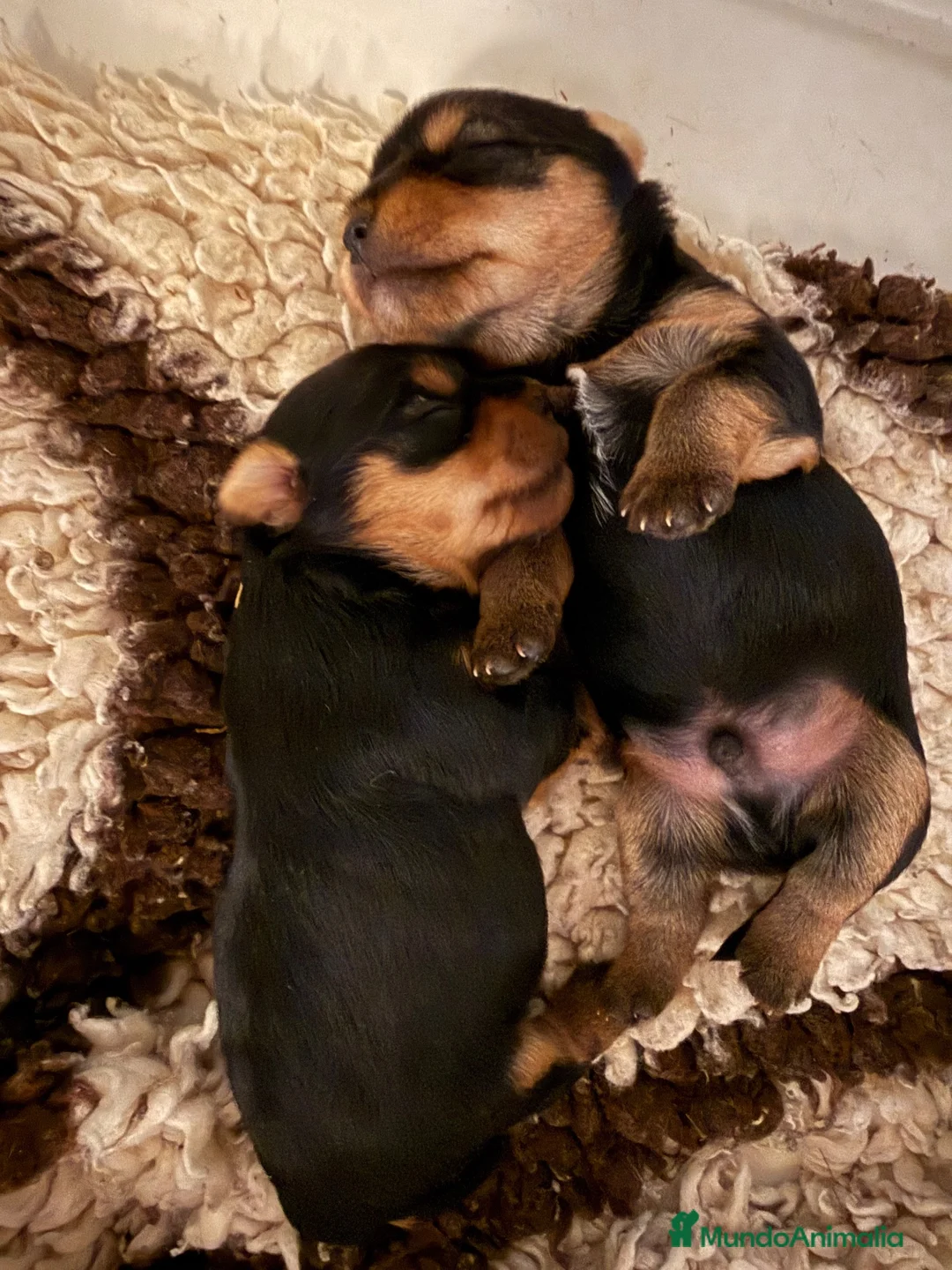 Yorkshire Terrier perros en venta: maravilloso Yorkshire  - Anuncio 2