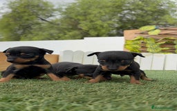 Pinscher Miniatura perros en venta: PINSCHER MINIATURA - Imagen 4