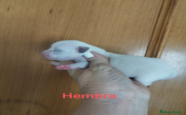 Chihuahua perros - Anuncio 1