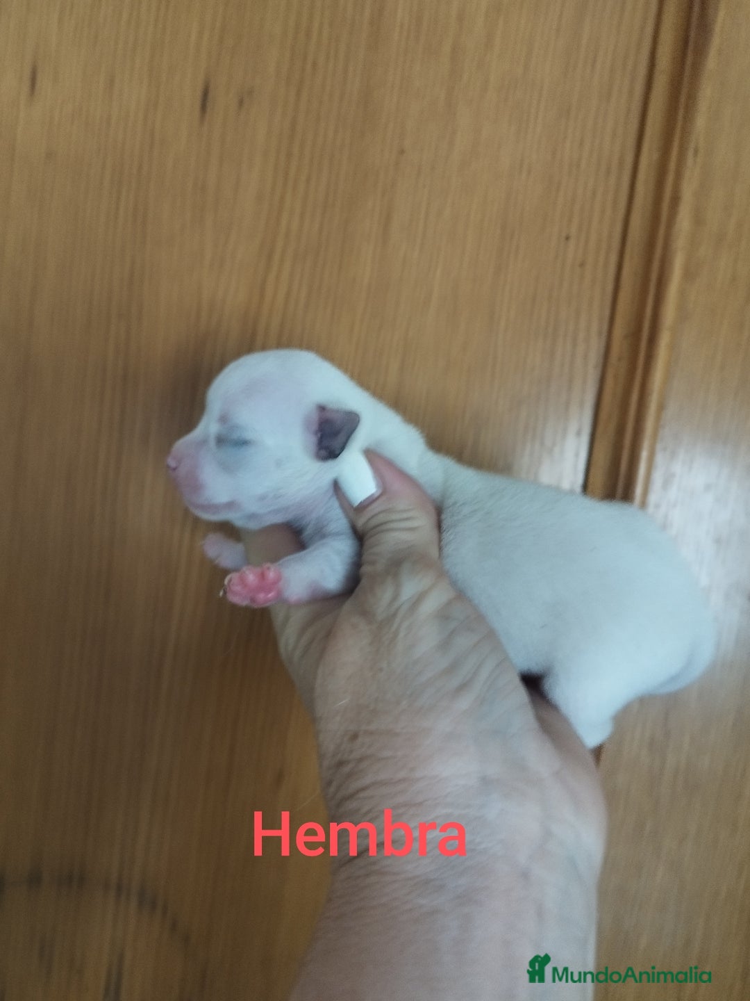 Chihuahua perros en venta: CHIHUAHUAS TOYS CALIDAD Y SELECCIÓN  - Imagen 1