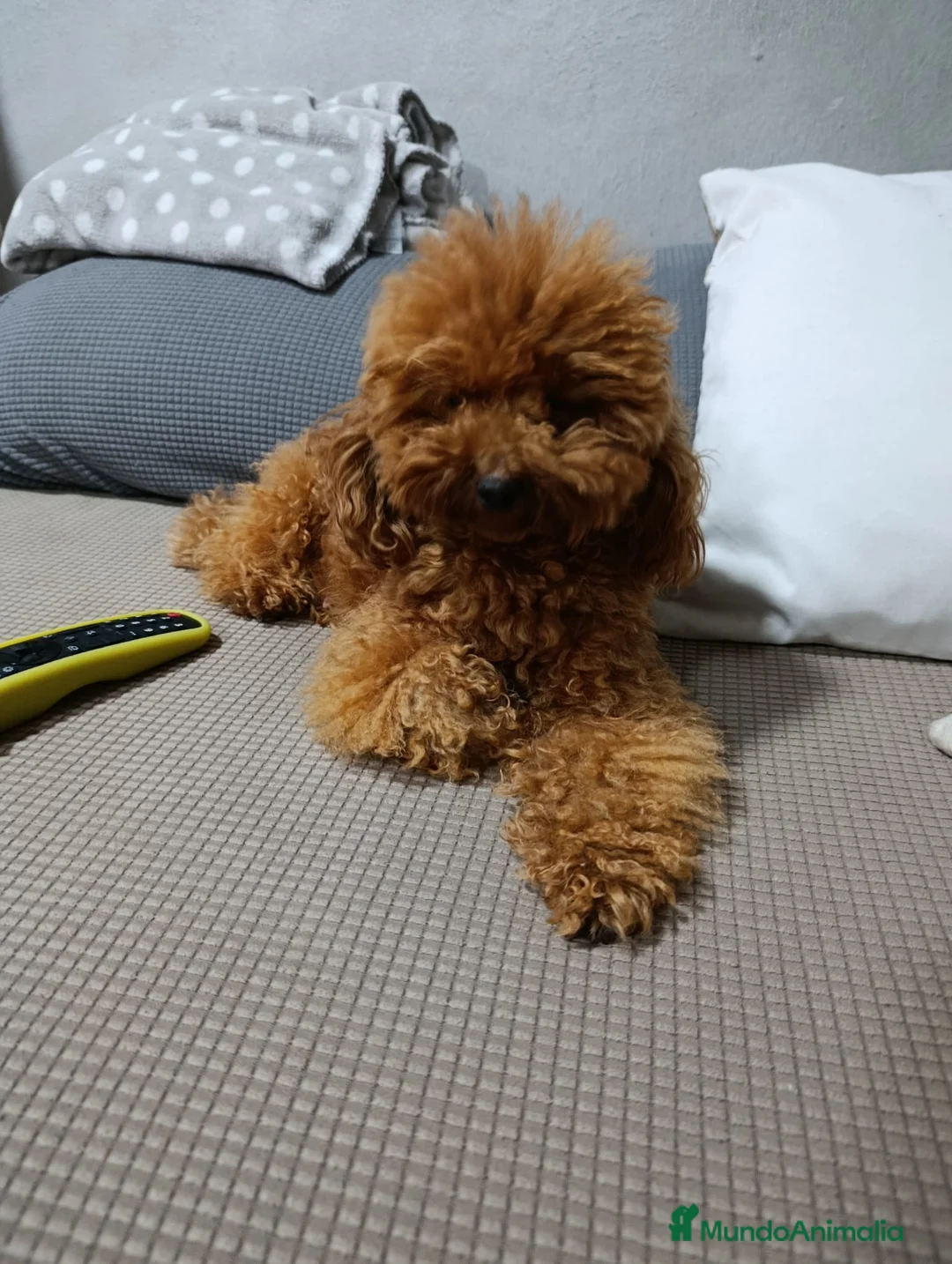 Caniche Toy perros en venta: Caniche toy  rojos y apricot - Anuncio 2