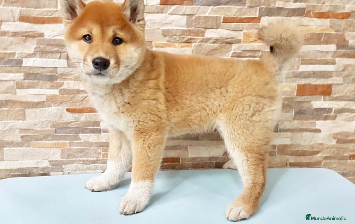 Shiba Inu perros Shiba inu - Anuncio 1