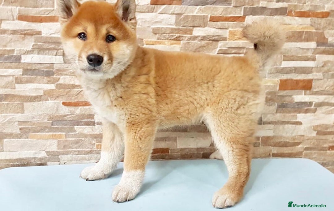 Shiba Inu perros en venta: Shiba inu - Anuncio 1