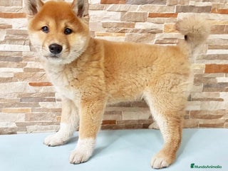 Shiba Inu perros Shiba inu - Anuncio 2