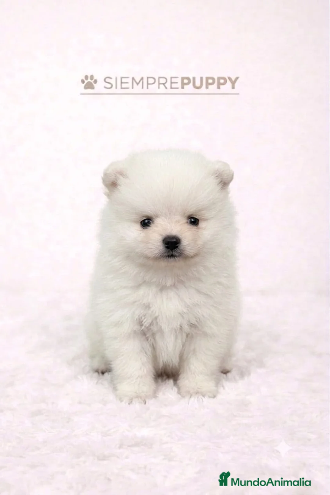 Pomerania perros en venta: POMERANIA MINI TOY - Anuncio 2