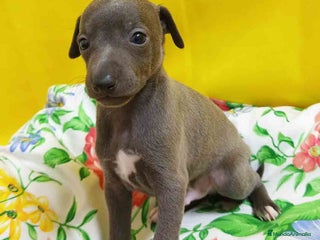 Pequeño Lebrel Italiano perros - Anuncio 10