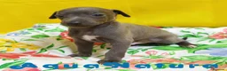Pequeño Lebrel Italiano perros en venta: Lebrel Italiano Macho 8998 AQUANATURA - Anuncio 1