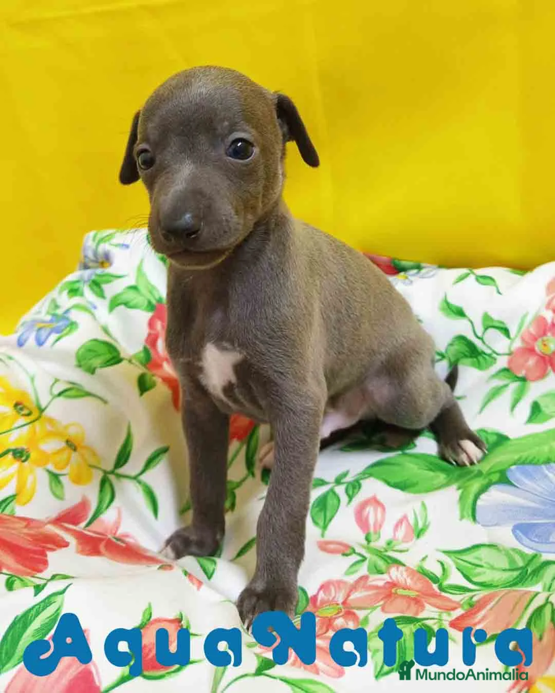 Pequeño Lebrel Italiano perros en venta: Lebrel Italiano Macho 8998 AQUANATURA - Anuncio 1