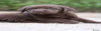 Labrador Retriever 1