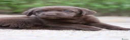 Labrador Retriever perros en venta: Preciosos cachorros de Labrador Retriever chocolat - Anuncio 18