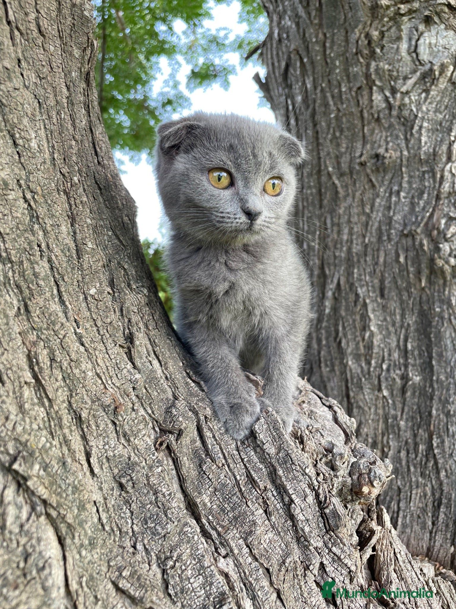 Británico de Pelo Corto gatos Brithis y Scottish  - Anuncio 7