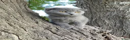 Británico de Pelo Corto gatos en venta: Brithis y Scottish  - Anuncio 1