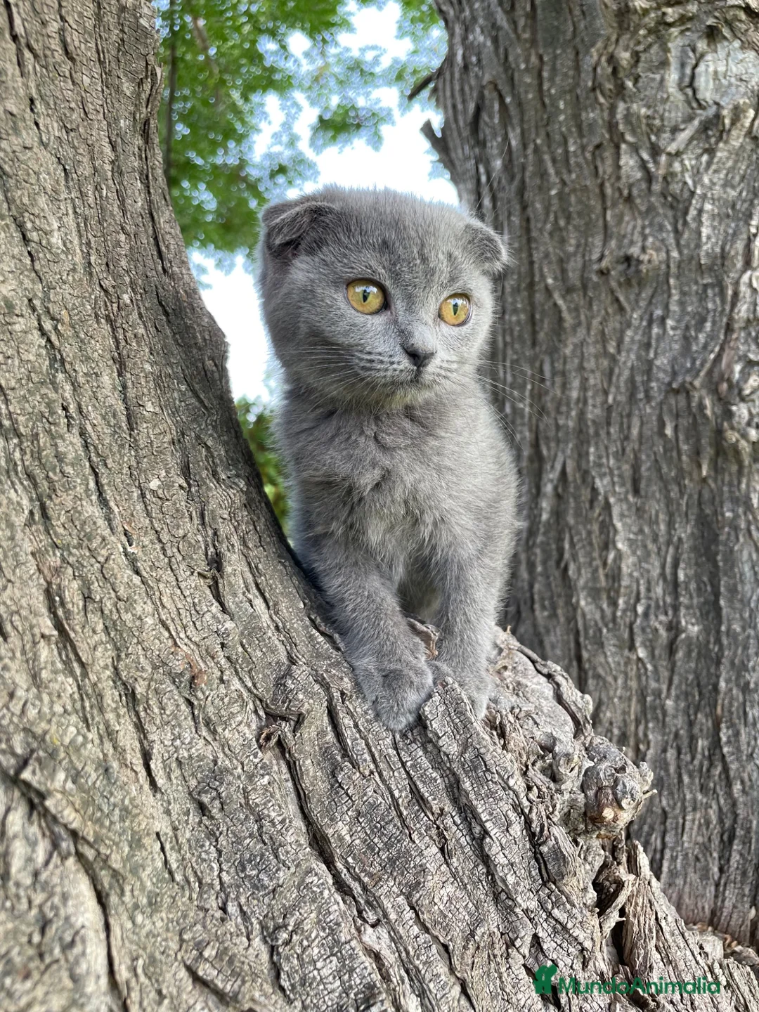 Británico de Pelo Corto gatos en venta: Brithis y Scottish  - Anuncio 1