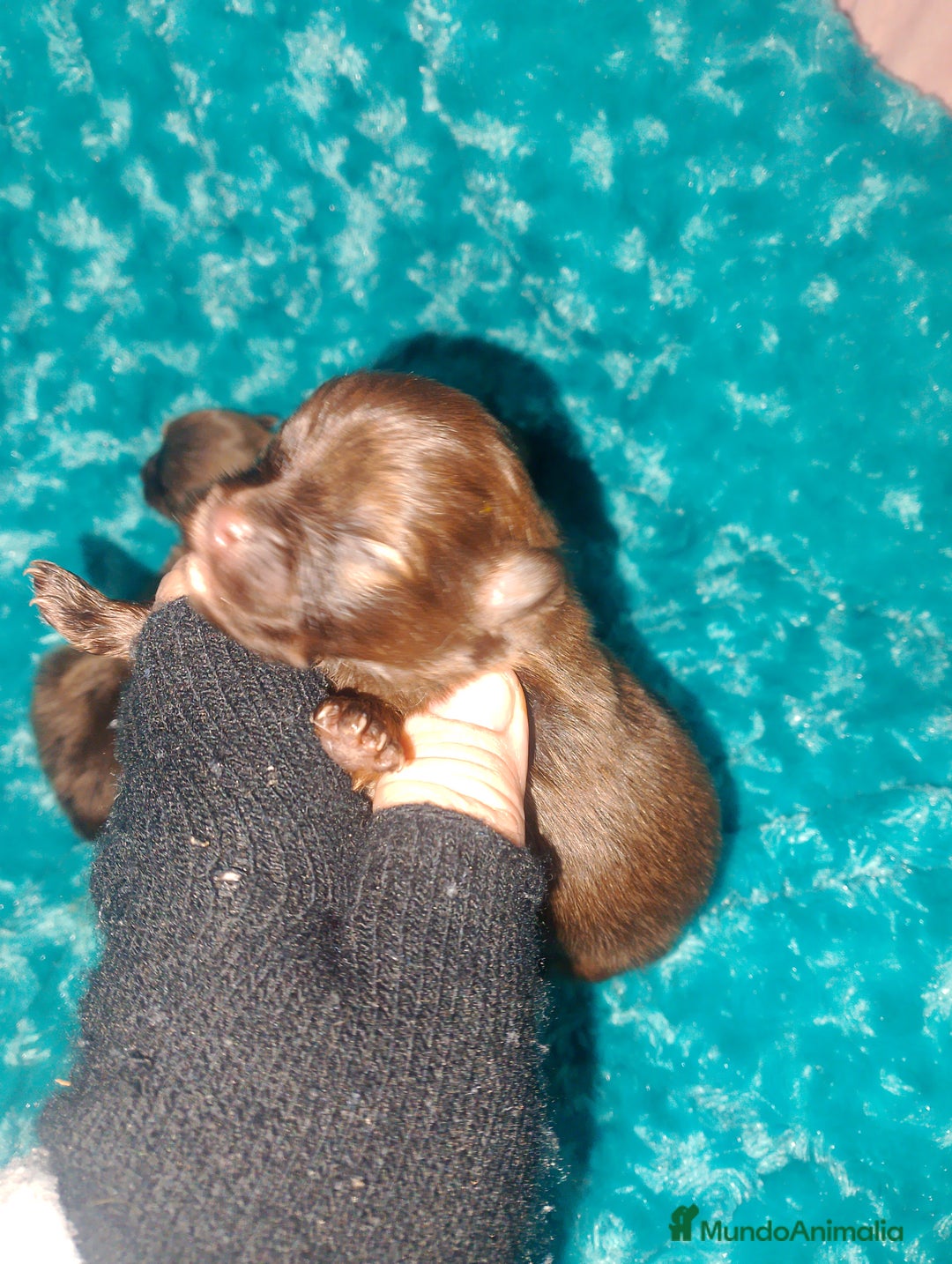 Raza Mixta perros en venta: Maltipom machos chocolate  - Anuncio 1