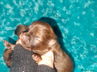 Raza Mixta perros Maltipom machos chocolate - Anuncio 2